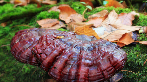 ganoderma a zdrowie